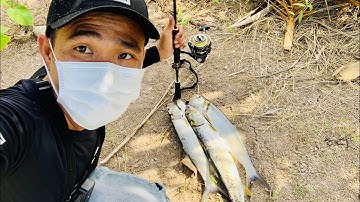 Câu cá măng | câu cá thiên nhiên cà mau