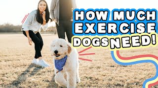 MINIMUM EXERCISE DOGS NEED 🐶 Scary health statistics you need to know 😢