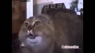 puss in beats