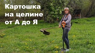 Картошка на целине под травой и листьями. От посадки до уборки. Результат