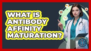 What Is Antibody Affinity Maturation - All About the Immune System