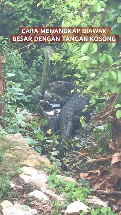 CARA MENANGKAP BIAWAK DENGAN TANGAN KOSONG