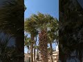 Релакс. Шум пальм) #хургада #зимовка #египет #relax #egypt #palm #пальма