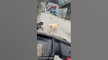 Rottweiler saved Me from a street Dog attack😨😨#shorts #viral #dogs #trending #viralvideos #rott