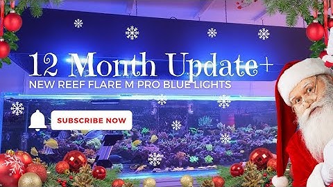 10ft Reef Tank 12 Month Update + New Lighting?