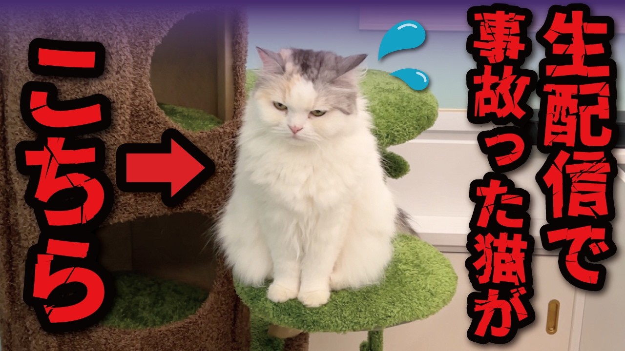 Bad News] Tsukushi finally messes up during a live stream. - YouTube