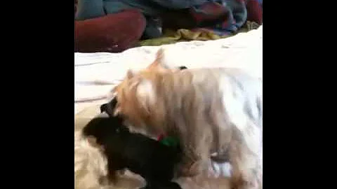 Sarahbelle n Pepper