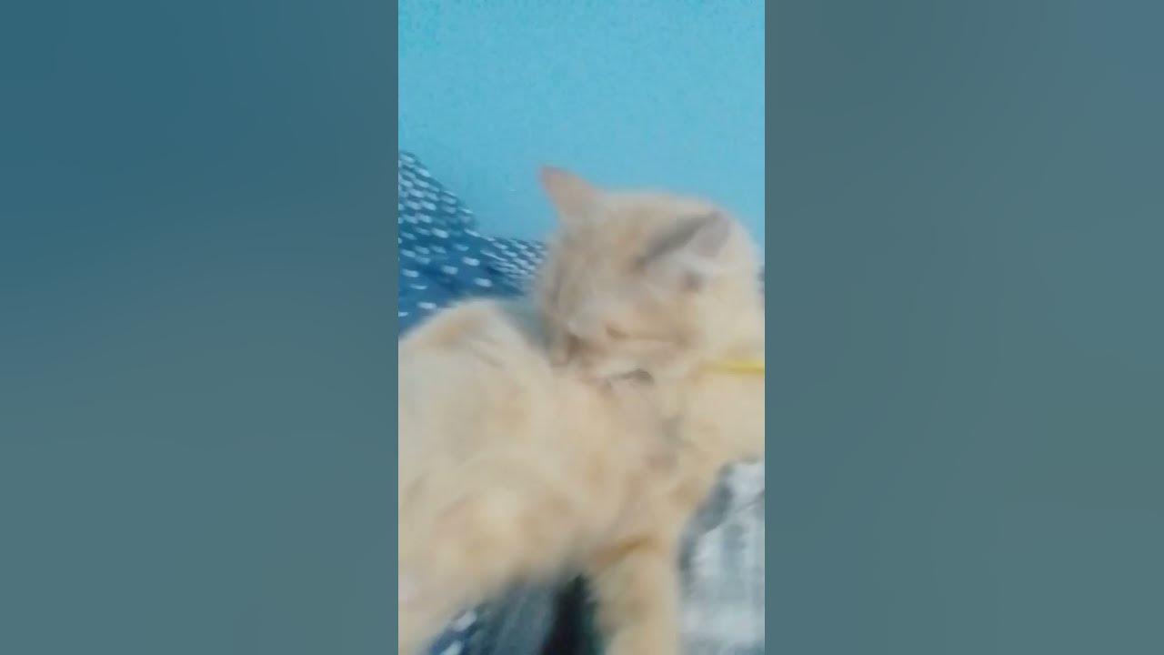 #cat чипи чип и чапа чапа - YouTube