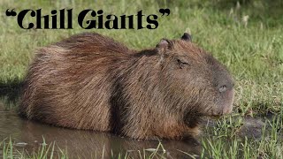 (4K) Chill Giants: The Secret Life of the World's Largest Rodent