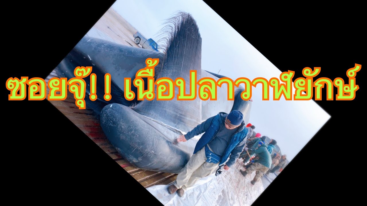 EP#10 หนุ่มไทยใจกล้า..กินเนื้อปลาวาฬยักษ์