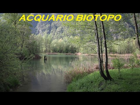 Video: Ciclidi Lake Malawi 6: La giusta nutrizione e alimenti per i tuoi Ciclidi africani