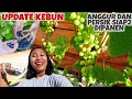 HABISIN SEMUA BUAH BERRY DI KEBUNKU, UPDATE KEBUN