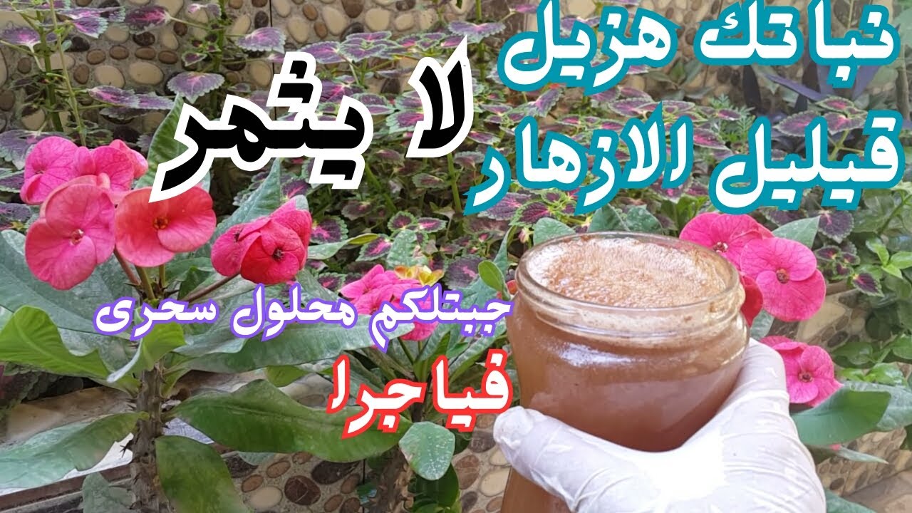 اقوى محلول مغذى فياجرا سيجعل نباتاتك تنمو بسرعة الصاروخ !