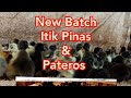 My New Batch Itik Pinas & Pateros