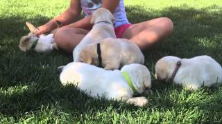 High Desert Labradors 5 male yellow lab puppies at 4 weeks old