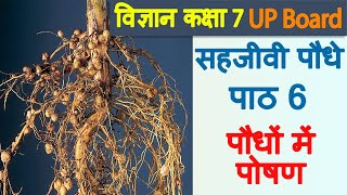 सहजीवी पौधे, Chapter 6, पौधों में पोषण, Vigyan, Class 7, UP Board, Hindi Medium