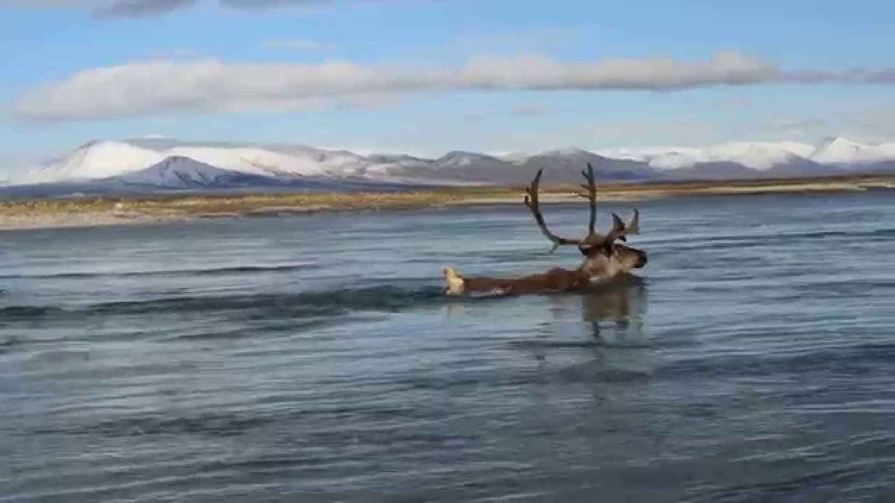 Caribou crossing the Noatak River in Alaska 2014. YouTube