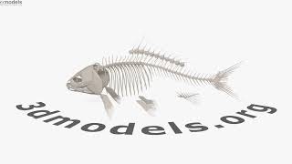 Fish Skeleton 3D model by 3DModels.org @3dmodels_team