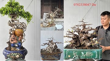 Hàng bàn trà sanh si đề hoàng anh mộc ,những tác phẩm bonsai đẹp mời quý cô chú ac cùng ngắm