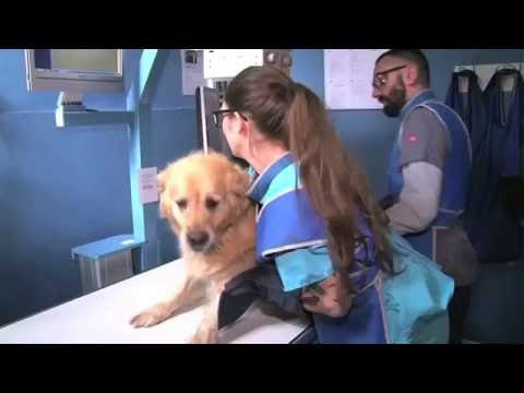 Vidéo: Déséquilibre Chimique De L'urine Chez Le Chien