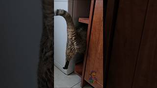 Hey julia 😂 #animales #comedia #doblaje #humor #gatos