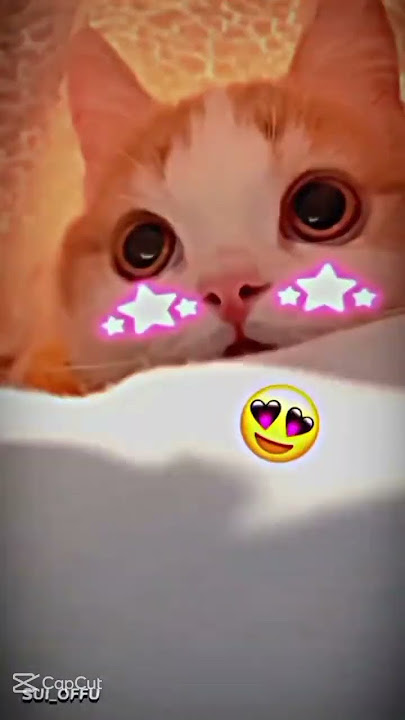 JJ KUCING LUCU 😻 | cr: capcut