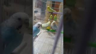 #birds #perruche #shorts #shortviral #shortvideo