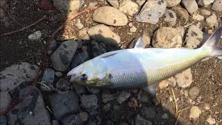 Рыбалка на селёдку 2018 Река Колумбия США