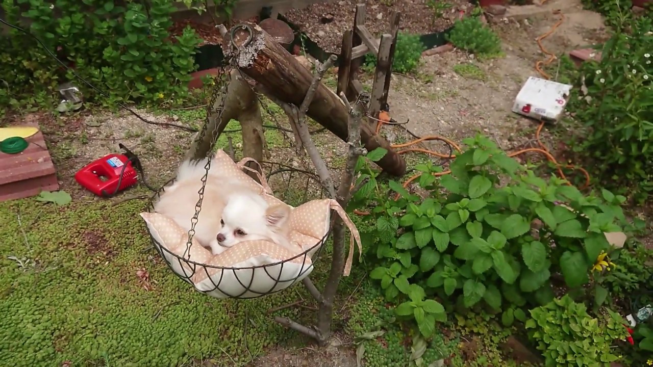 犬用ハンモックをdiyで作成 Forチワワのこむぎ Youtube 犬用ハンモックをdiyで作成 Forチワワのこむぎ Youtube
