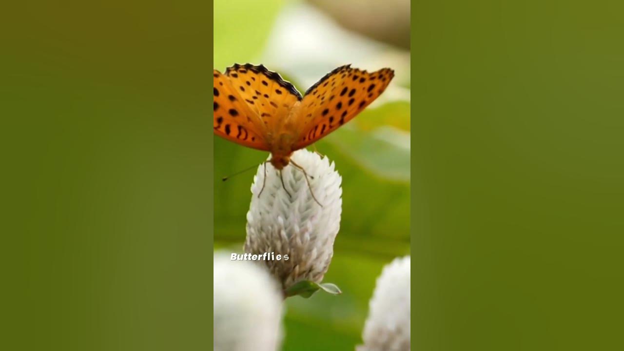 How do Butterflies Help Pollinate Flowers? 🦋 Butterflies as Pollinators