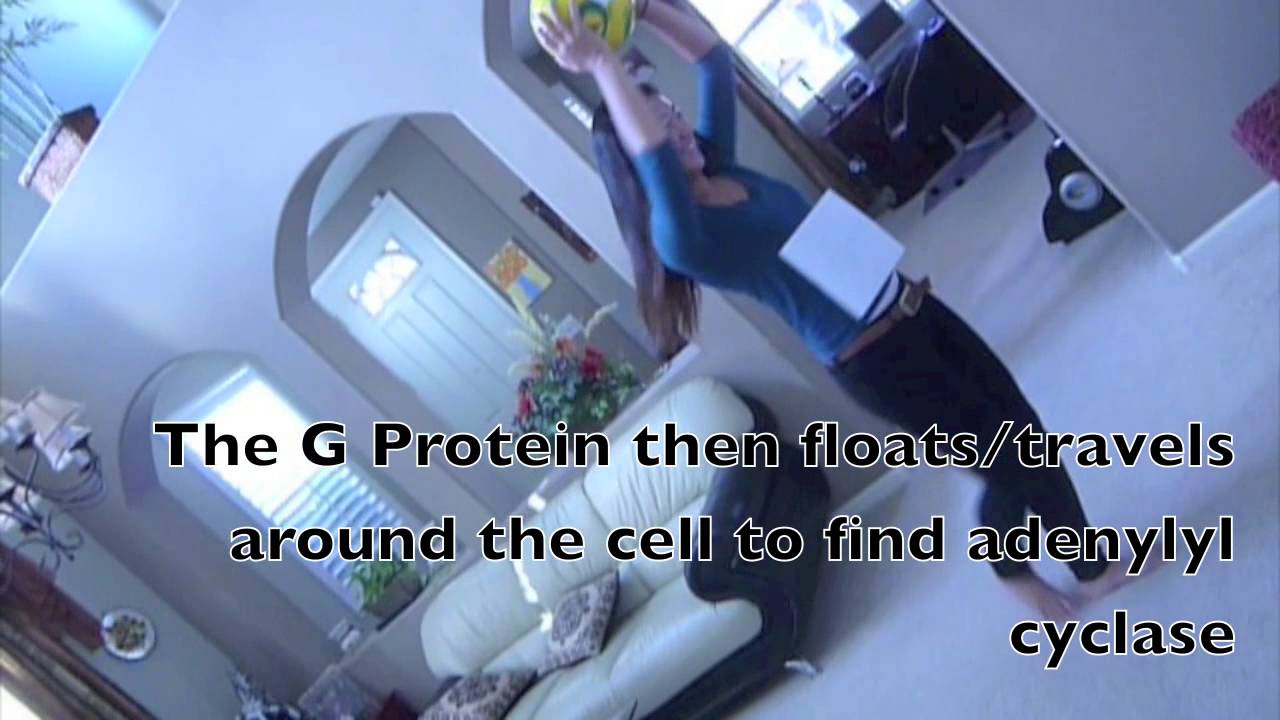 AP Biology Cyclic AMP YouTube
