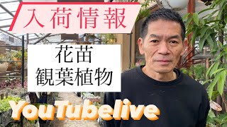 入荷情報  花苗  観葉植物  水耕栽培  YouTubelive  【おうちでガーデニング】【おうちでグリーン】開花園チャンネル