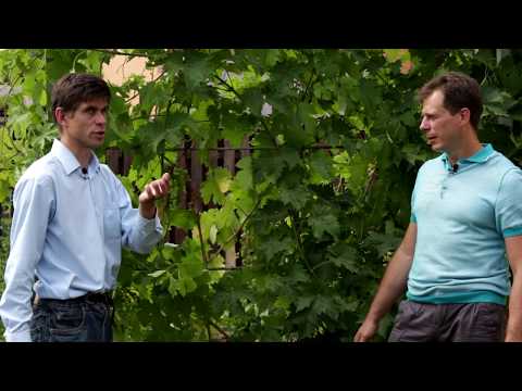 Видео: Борьба с мучнистой росой винограда - как бороться с мучнистой росой на виноградных лозах