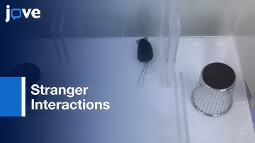 Social Behaviors And Stranger Interaction