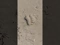 Медведи шастают по всюду, Озеро падалинское рядом с Амурском