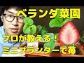 【家庭菜園】イチゴをミニプランターで育てる方法【ベランダ菜園向け】