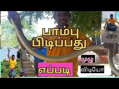 #பாம்பு பிடிப்பது எப்படி #snake catching method#நான் படிகாதவன் - YouTube