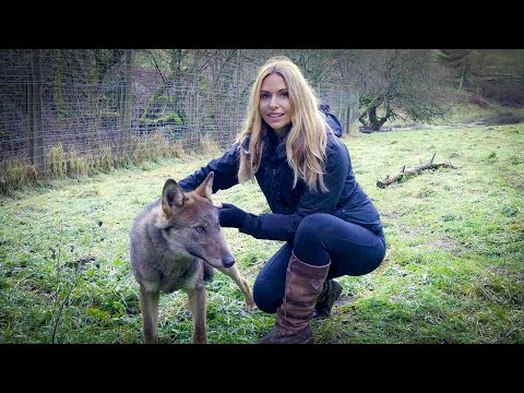 BABY WOLF RESCUE - Orphan baby wolf is adopted by adult wolf