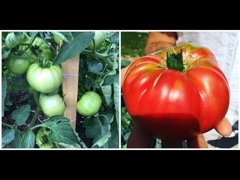 Video: Tomato Care In August