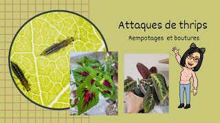 Rempotages,attaques de thrips 😪et bouturages.