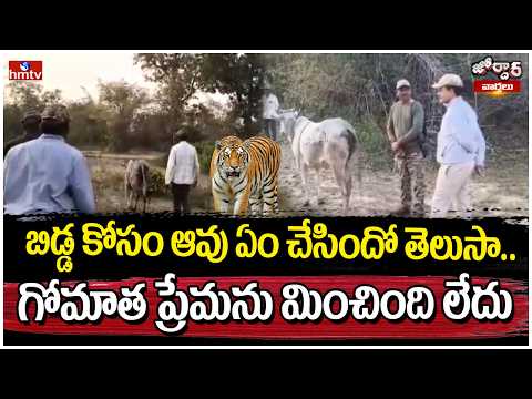 Jordar Varhalu : బిడ్డ కోసం ఆవు ఏం చేసిందో తెలుసా.. గోమాత ప్రేమను మించింది లేదు | hmtv - HMTVNEWS