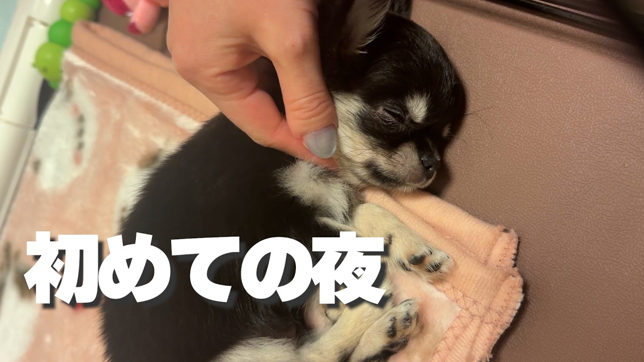 生後60日の子犬チワワ、新しい家族との初めての夜