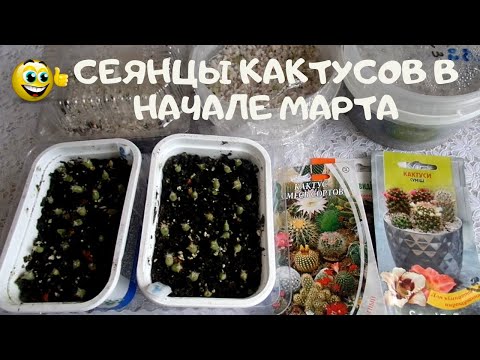 Сеянцы кактусов в начале марта.Как выглядят, как и в чем растут и какие из семян не рекомендую