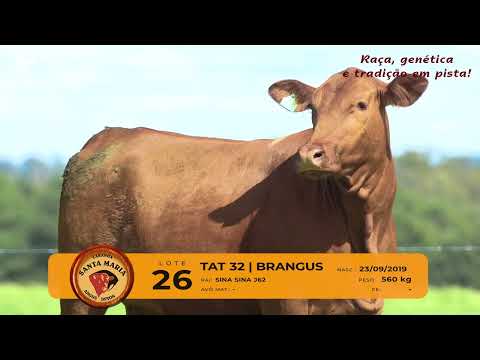 LOTE 26 - TAT 32 - FÊMEA RED BRANGUS