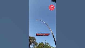 Cutting a Palm Tree you