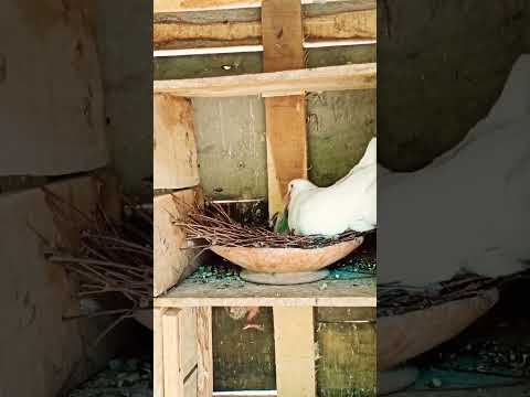pigeon baby feeding