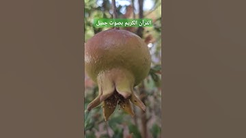 القرآن الكريم بصوت جميل #قرآن #اكسبلور #تيك_توك #اكسبلورر #اكسبلورفولو