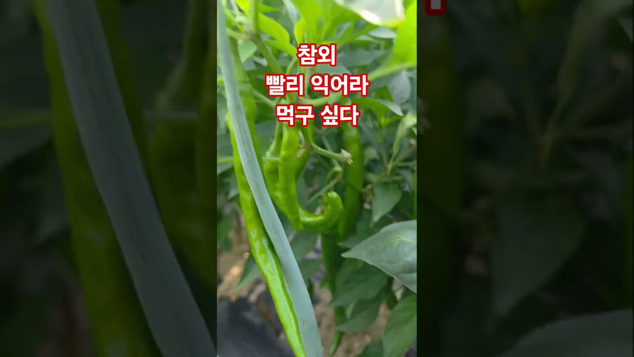참외 빨리 익어라