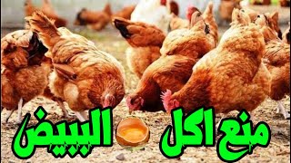 الفراخ بتاكل البيض تعمل ايه عشان تتخلص من ظاهرة اكل الدجاج للبيض نهائيا جيبنالكوا طريقة من خبرتنا