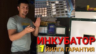 ИНКУБАТОР КИМГА КЕРАК ? ОЧИБ ЧИҚИШИГА ГАРАНТИЯ !